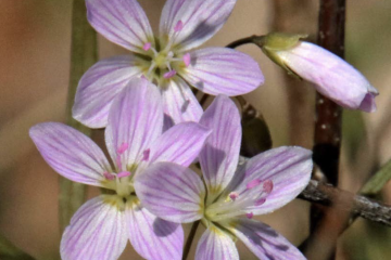 Virginia Spring Beauty, Claytonia virginica