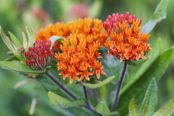 Butterfly Milkweed