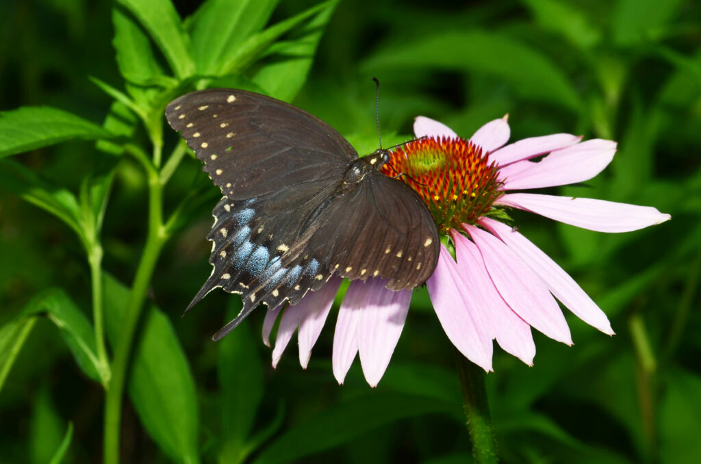 Black swallowtail butterfly on pink coneflower