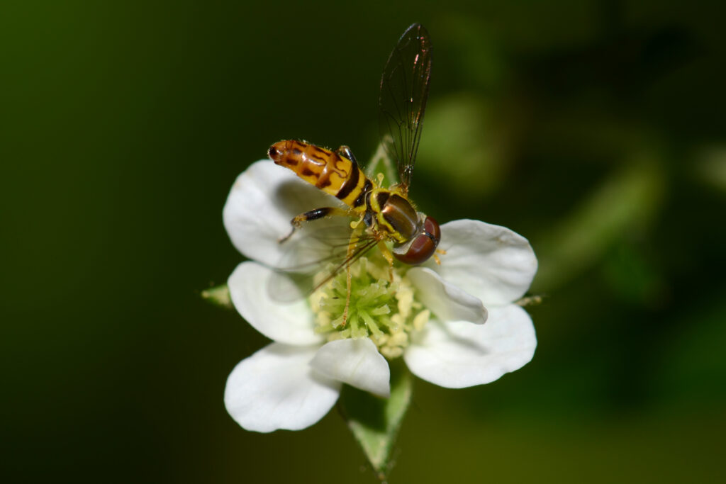Syrphid fly on white flower