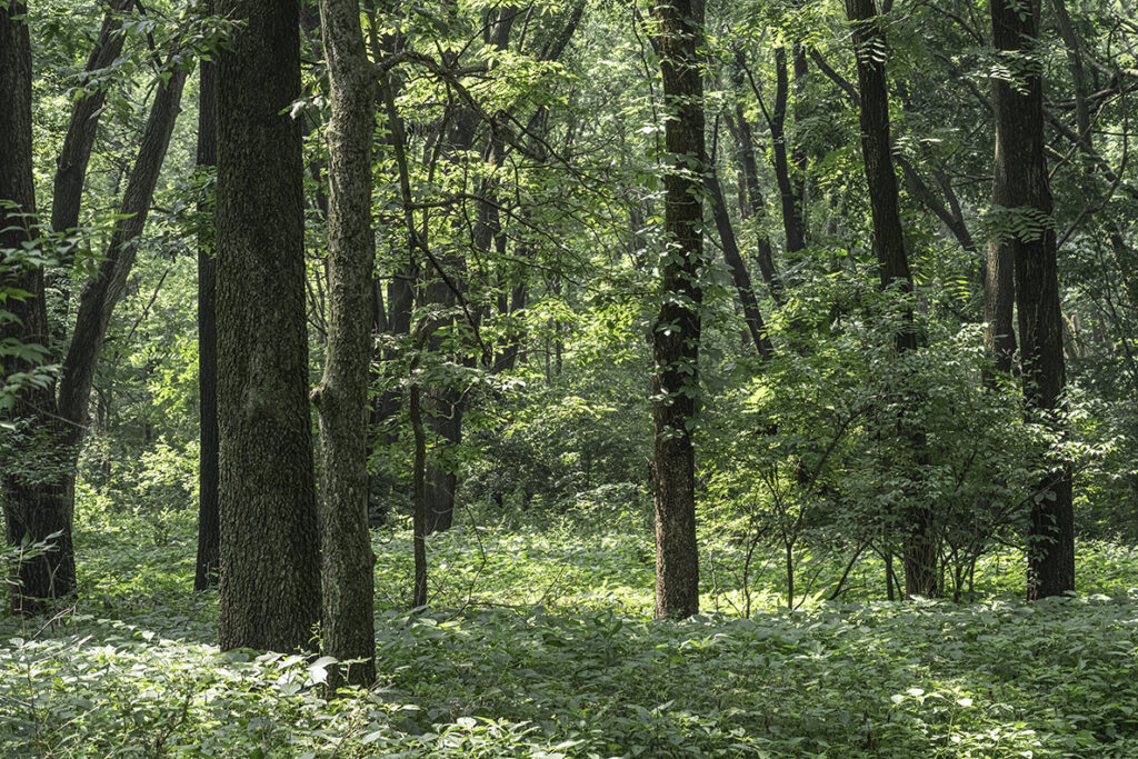 Bottomland woodlands in the paha.
