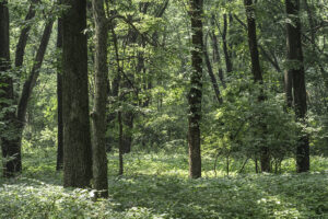 Bottomland woodlands in the paha.