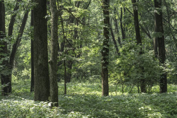 Bottomland woodlands in the paha.