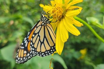 Monarch butterfly on yellow cup plant flower