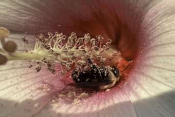 bee in a pink hibiscus flower