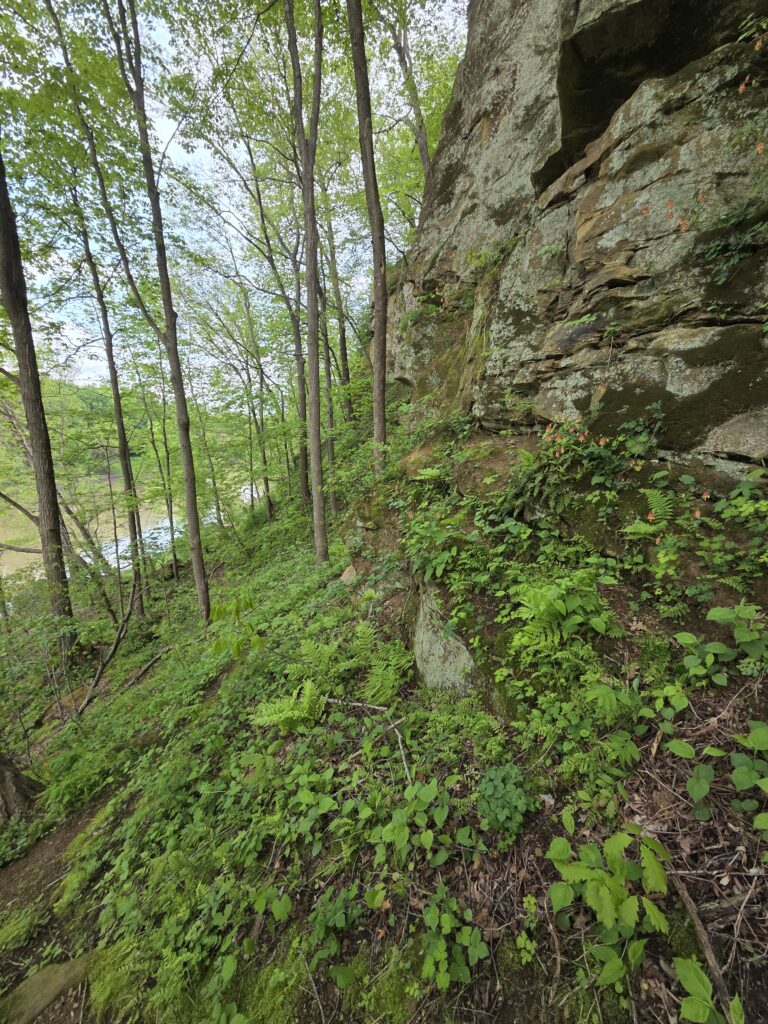 Green vegetation and a sandstone bluff.