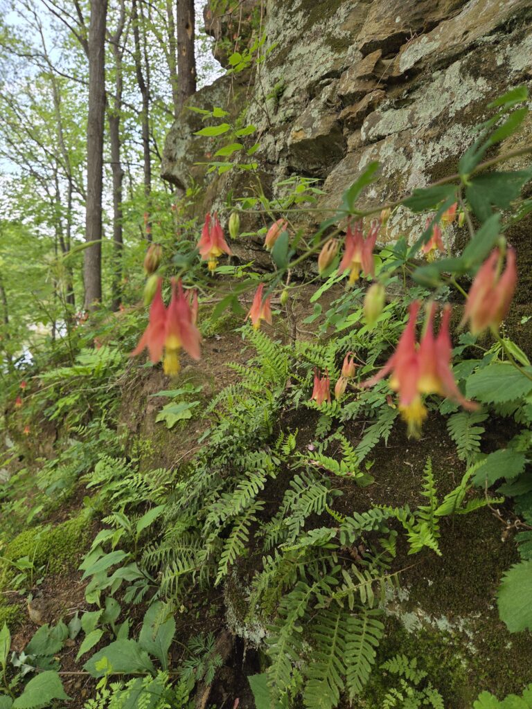 Red columbine flowering next to sandstone bluff.