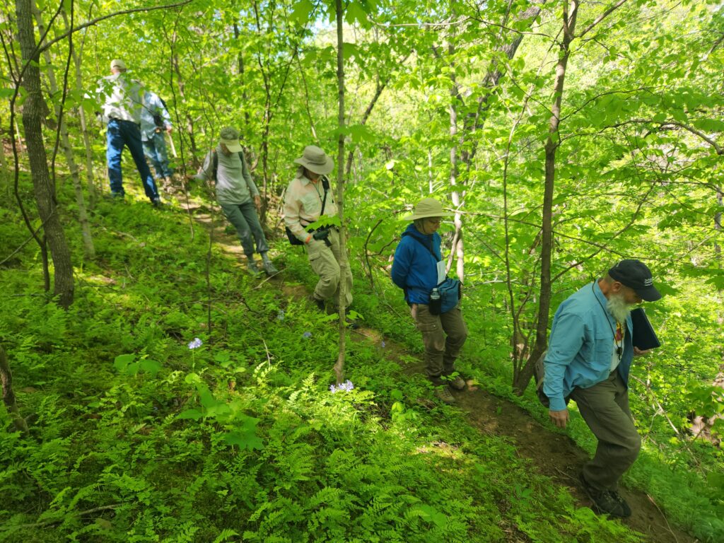 People walking down a deer trail in the woods during spring.