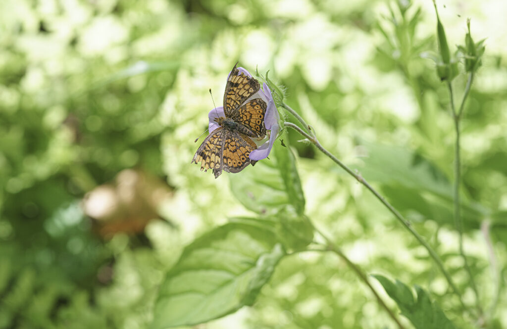 A small pearl crescent butterfly on a green leaf.