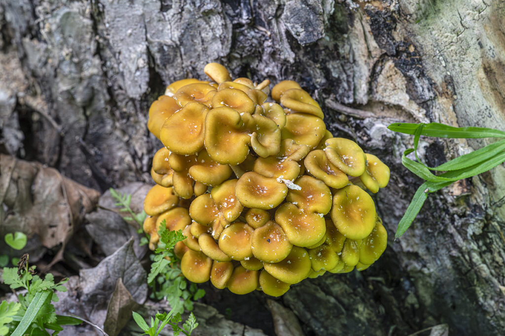 Golden oyster fungi on tree bark.
