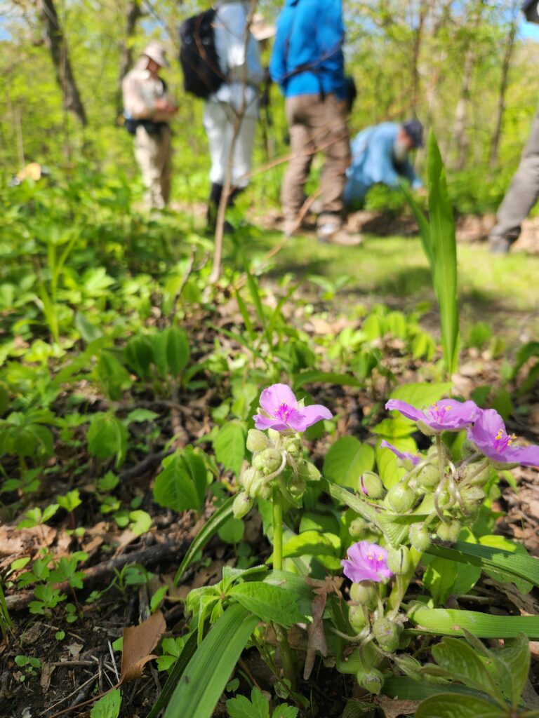 Purple flower in the foreground with attendees in the background in a woodland.