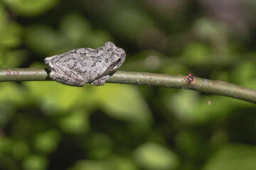 A grey tree frog on a thin branch.