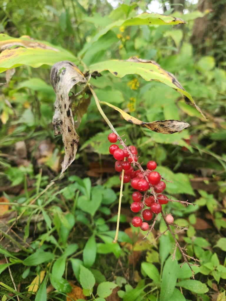 Dying green leaves with bright red, round fruits.