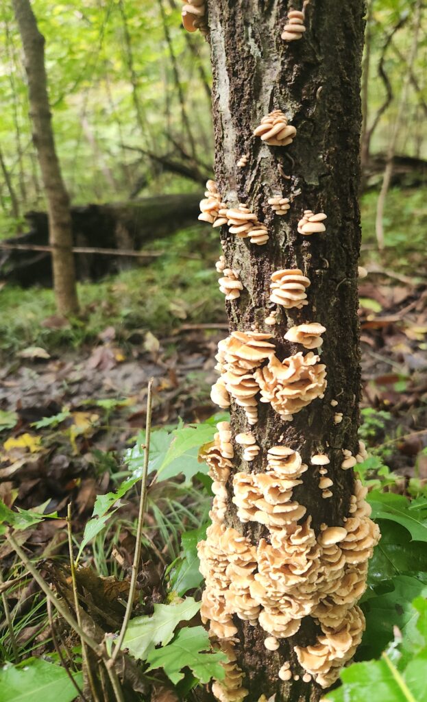 A cluster of cream fungi on a slender tree trunk.