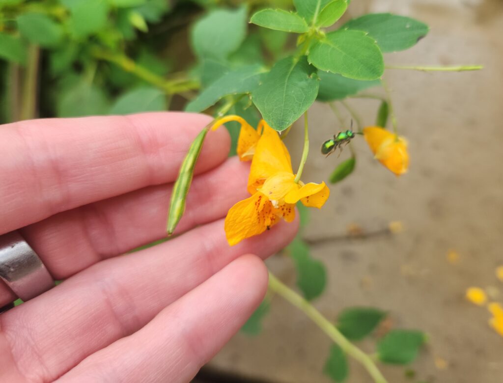 A bell-shaped orange flower and a metallic green sweat bee