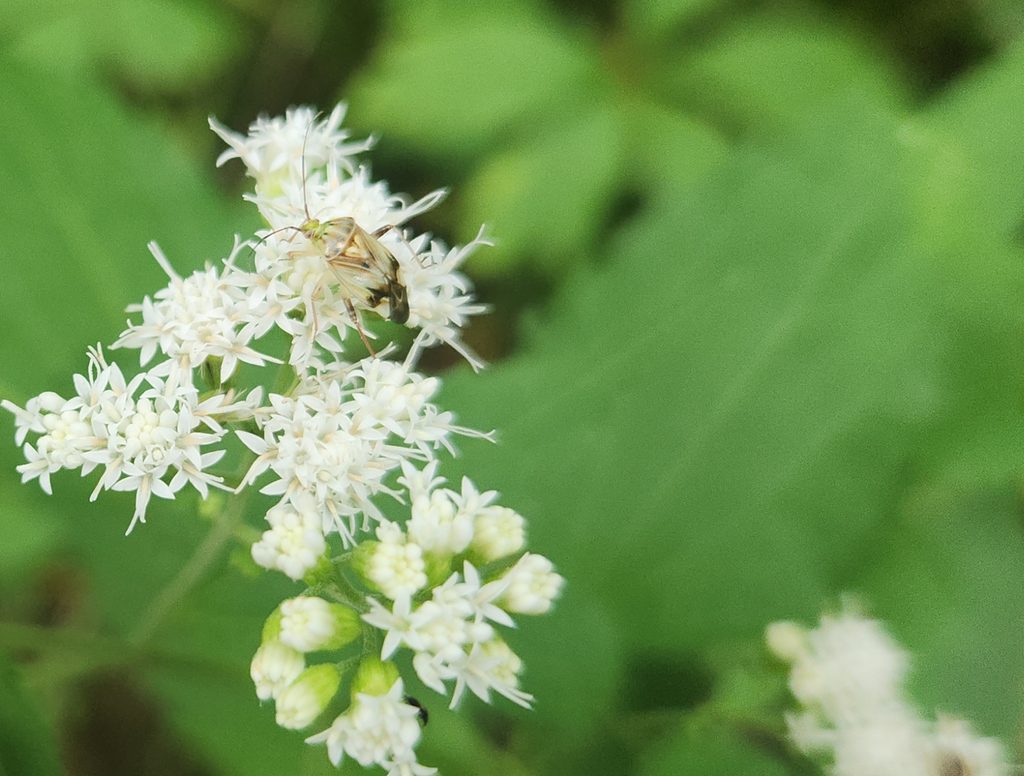 White and black lygus bug on white snakeroot flowers