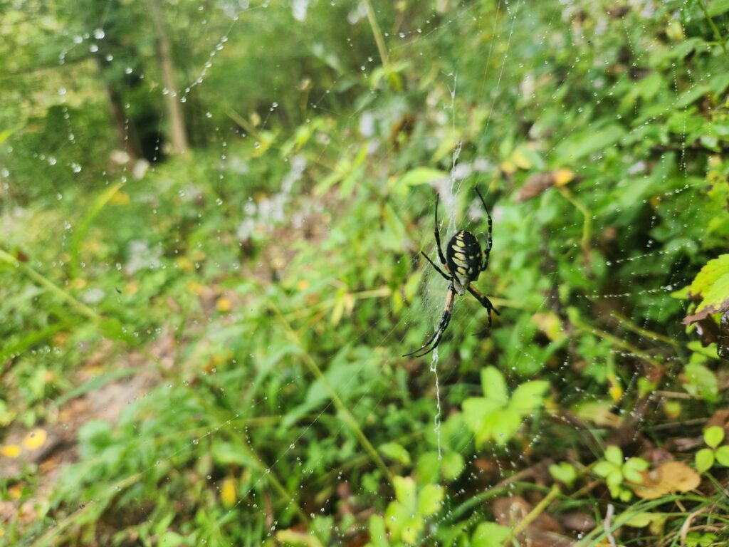 A black and yellow orb weaver spider in its web.