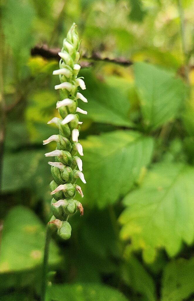 A short green stalk with white spiraling flowers.