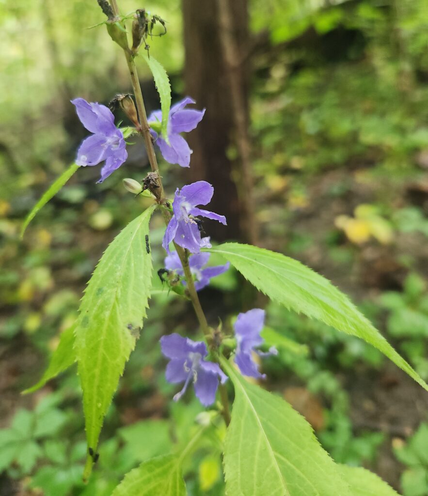 Blueish purple flowers and long green leaves