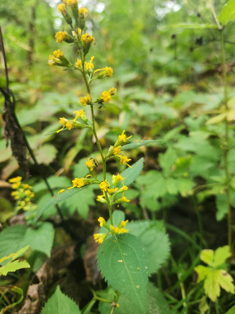 Small yellow flowers on a bending green stem.