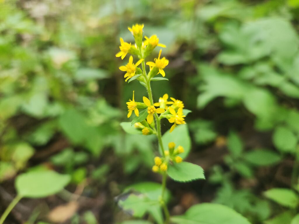 Small yellow flowers that look star shaped